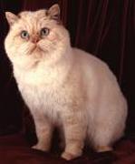 Mr & Mrs McEwen's Ch Brylou Desperate Dan