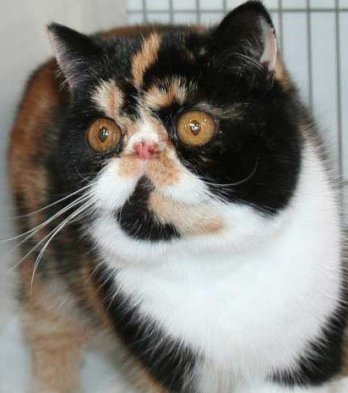 Exotic Shorthair Cat -  Ch Sheerbliss Arabella