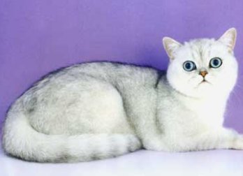 Exotic Shorthair Cat Neuter - GrPr Citoxe Actionman