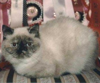 Exotic Shorthair Cat - Krissan Betty Boop