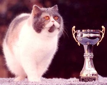 Exotic Shorthair Cat Neuter - GrPr Luvamor Amirage