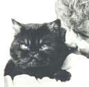 Exotic Shorthair Cat - C.F.A. GrCh Purrfun My Main Man