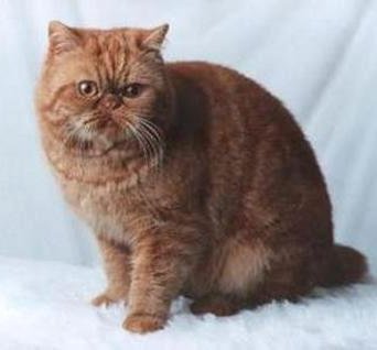 Exotic Shorthair Cat - Owletts Maverick