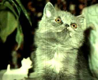 Exotic Shorthair Cat - Pometta Strawbry Shortcake