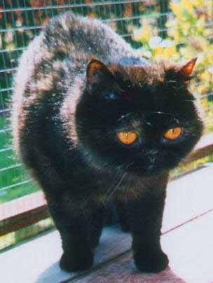 Exotic Shorthair Cat - Int GrCh Suzerain Gizelle
